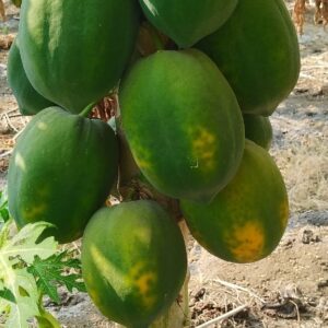 export quality papaya