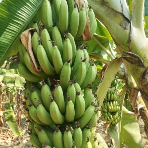 export quality g9 cavandish banana