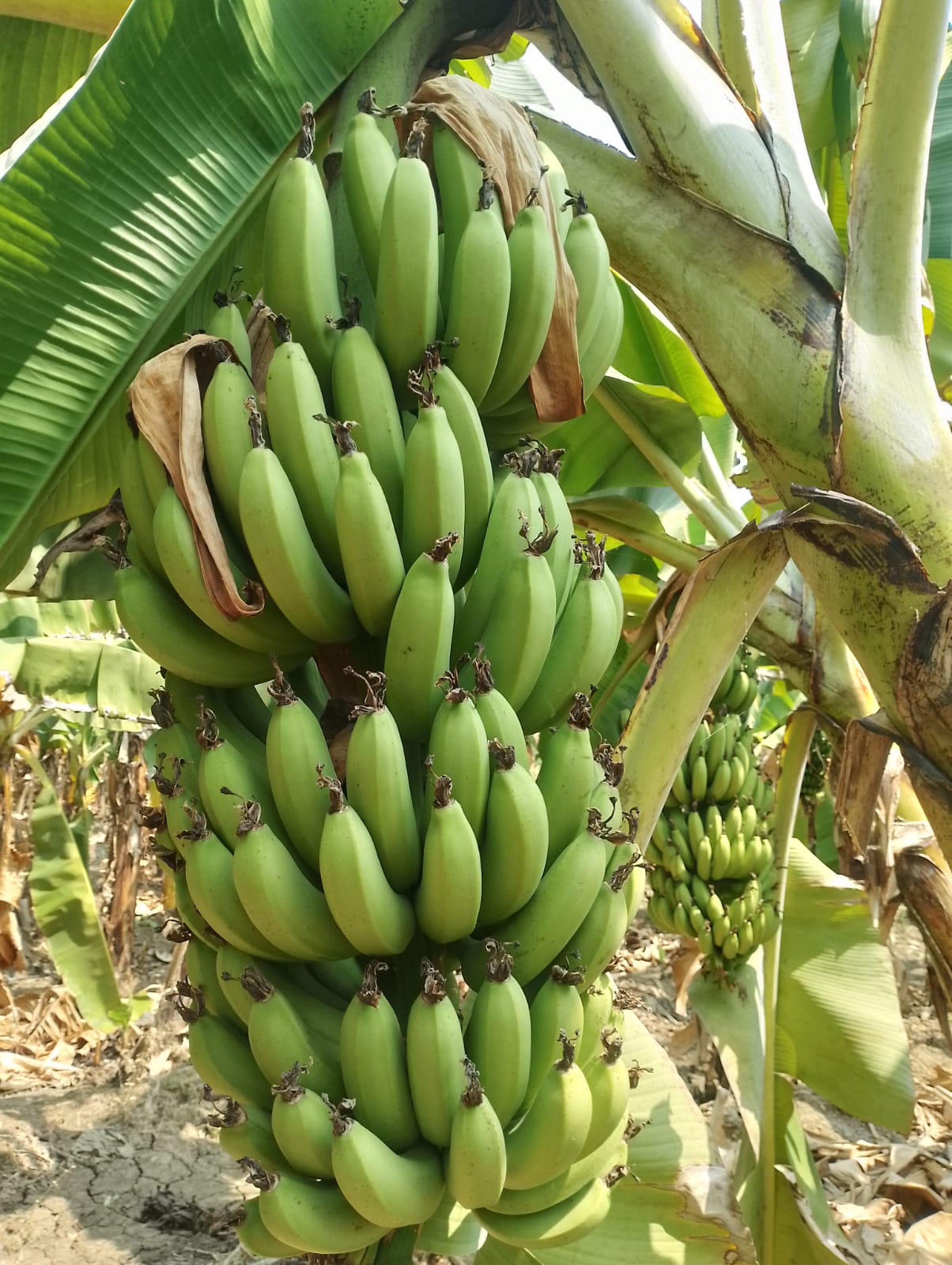 export quality g9 cavandish banana export quality g9 cavandish banana